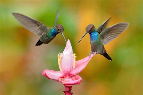 1.) hummingbirds are attracted to the color red and additional bright colored flowers. - The Handyman's Daughter