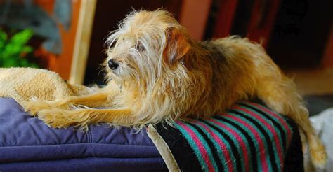 Free Images : animal, cute, female, pet, fur, brown, hybrid, vertebrate