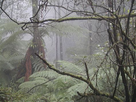 Rainforest Fog Foggy Day At Dandenong Ranges National Park