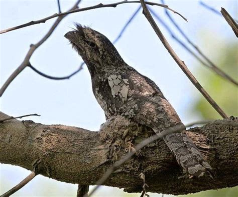 Burung Paruh Kodok, Jenis Burung Malam Berwajah Mirip Kodok | SAKA DOCI