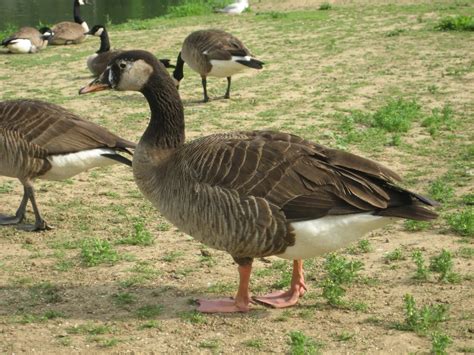 Wild Maryland 101 Maryland Weird And Wonderful Hybrid Geese