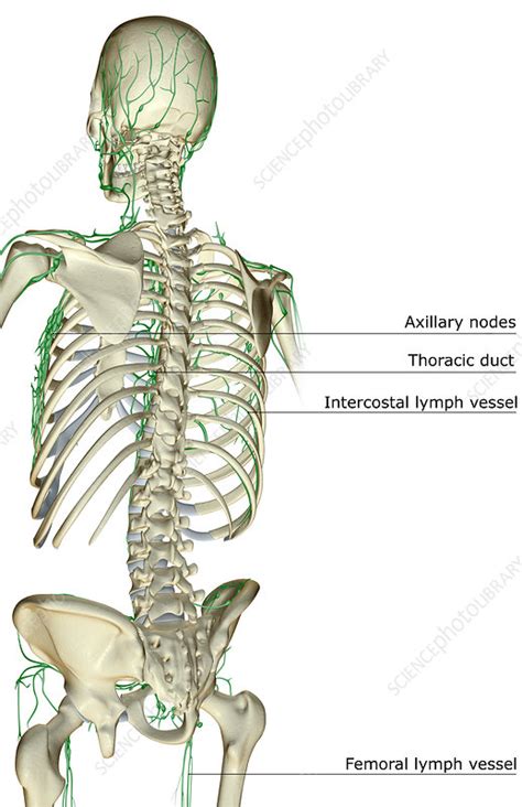 The Lymph Supply Of The Upper Body Stock Image F0016992 Science