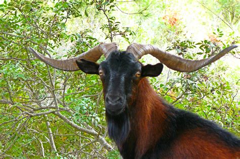 Free Images Nature Wildlife Horn Fur Pasture Fauna Wild Goat