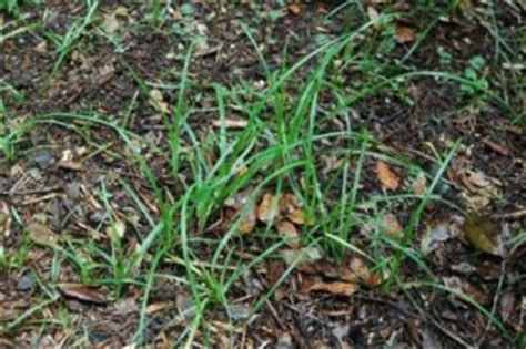 If moles happen to find themselves in your garden or golf course, this can be incredibly annoying and messy. Nutgrass NewsletterDirt Doctor Howard Garrett Organic ...