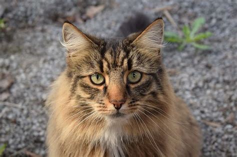 Norwegian Forest Cat The Ultimate Guide To Their History Types