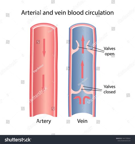 Printiable Mape Of Arteries And Viens Veins And Arteries Coloring