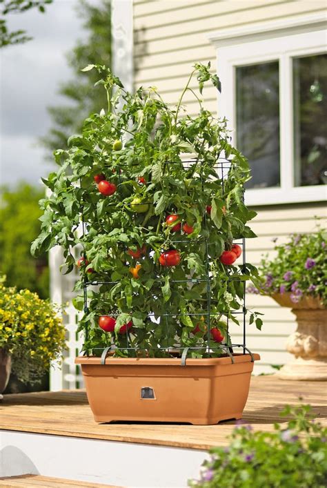 Tomato Plant Care Indoor Artourney