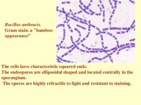 1 Spore Forming Gram Positive Bacilli 2014