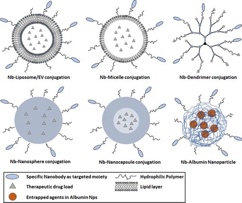 Frontiers Nanobody Based Delivery Systems For Diagnosis And Targeted