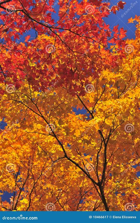 Autumn Maple Tree Stock Image Image Of Foliage Autumn 10466617