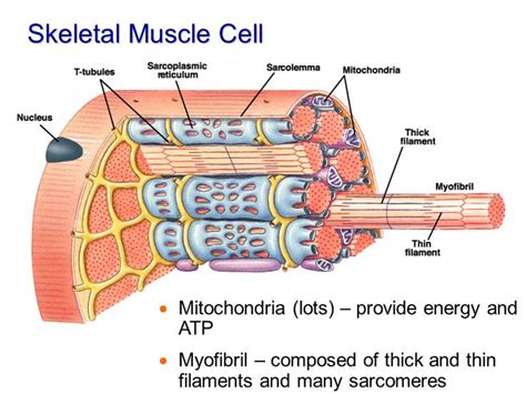Image Result For Skeletal Muscle Cells Diagram With Mitochondria