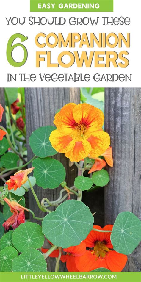 6 Helpful Flowers For The Vegetable Garden Easy To Grow Garden