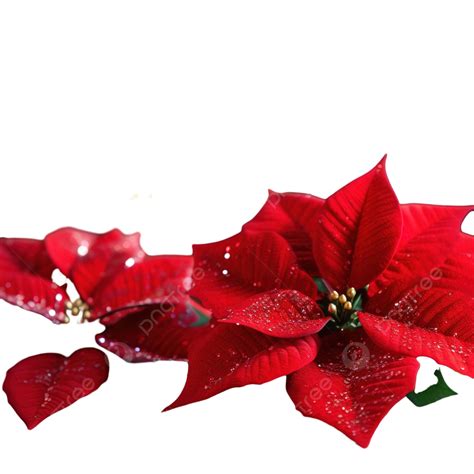 반짝이는 화환이 있는 나무 테이블에 있는 크리스마스 신비한 붉은 포인세티아 매크로 꽃 그림 꽃 가지 화단 Png 일러스트