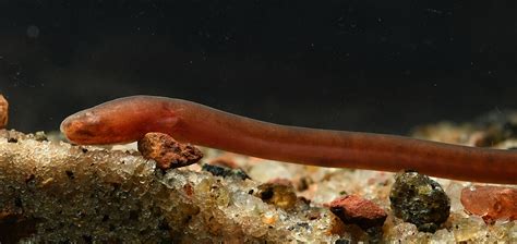 Swamp Eel Blood Red Subterranean Dweller Is Newest Fish Genus Discovered