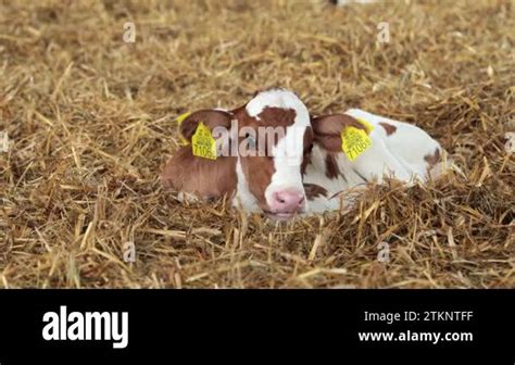 Newborn Cute Calf At A Dairy Farm Laying In Straw Sweet Calf Placidly