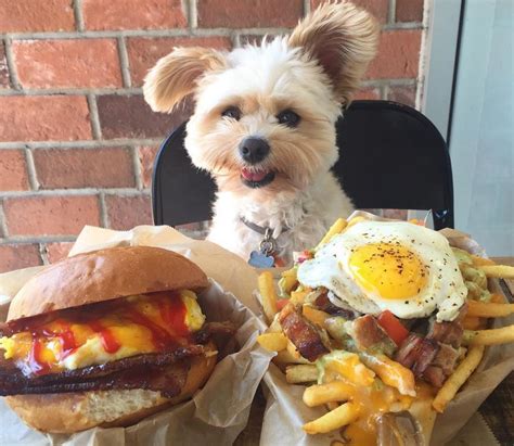 Popeye The Foodie Dog Has The Best Food Porn Filled