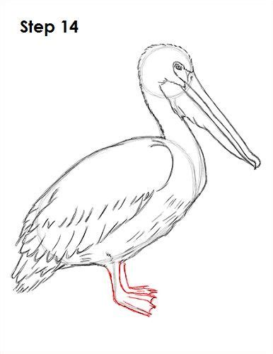 How To Draw A Pelican Pelican Art Pelican Drawing Bird Drawings