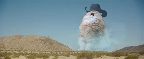 Cat With Cowboy Hat Meme Singing All About Cow Photos