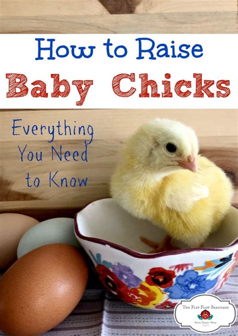 How To Raise Baby Chicks Everything You Need To Know Baby Chicks