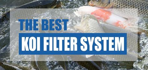 Koi fish swimming in the pond. The Best Koi Pond Filter System 2020 (Reviews & Costs ...