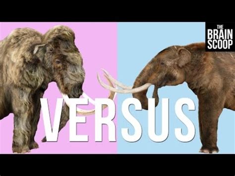 Mammoths Vs Mastodons Can We De Extinct Them Both Instructional