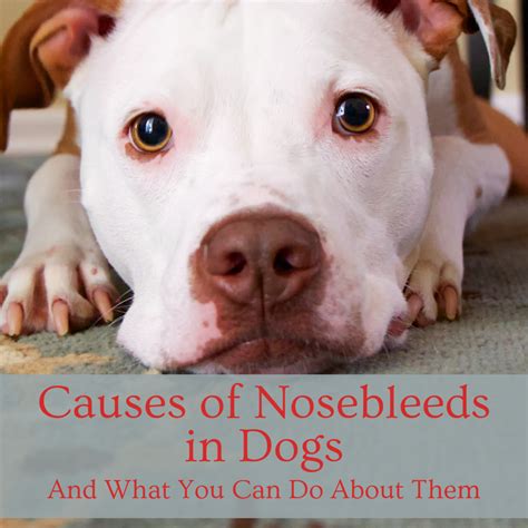 Collection 96 Pictures Cancer On Dogs Nose Pictures Sharp