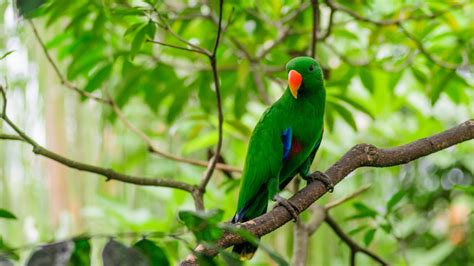 Green Parrot Hd Wallpapers Ntbeamng