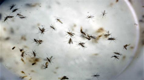 Woman Found To Spread Zika Through Sex For 1st Time 6abc Philadelphia