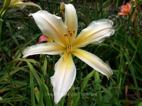 Photo Of The Bloom Of Daylily Hemerocallis Spiral Charmer Posted By
