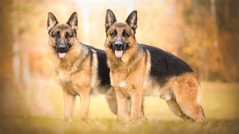 Download Two German Shepherd Dogs Wallpaper