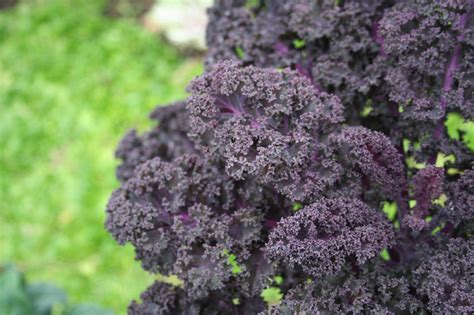They will yellow and drop off on their own. Edible Landscaping: Ornamental Plants You Can Eat - Zillow ...