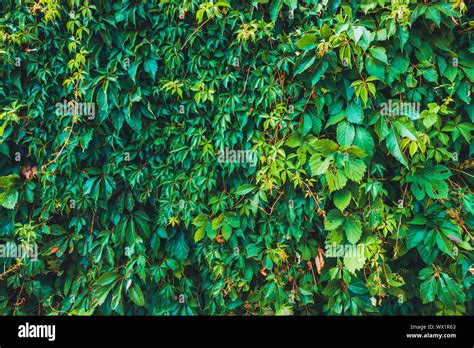 Green Ivy Wall For Nature Backgrounds Stock Photo Alamy