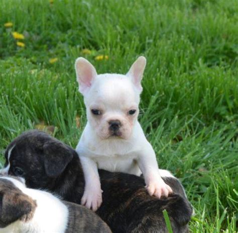 Keep reading to find over 100 french bulldog names, ranging from cute to funny to famous. French Bulldog Cream Pied Male for Sale in Brownfield ...
