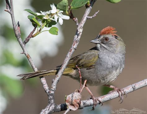 Green Tailed Towhee Close Up On The Wing Photography