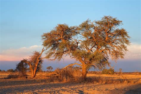 Kalahari Desert Landscape South Africa Stock Photo Image Of Tree