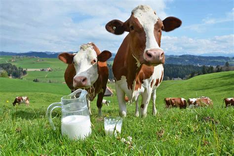 Diferencias Entre Leche De Vaca Y La Artificial 🥛 Agrotec