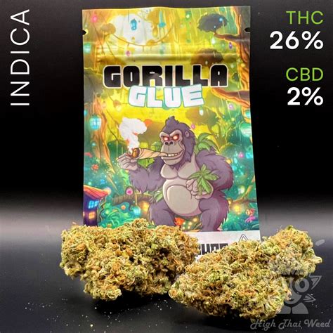 Gorilla Glue Cannabis Dispensary Buy Online And Fast Thai Weed