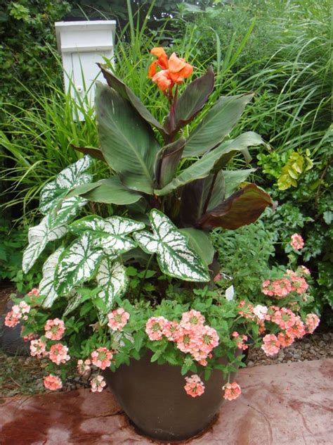 Best Container Gardening Ideas With Canna Lilies Flower 25 Best Pictures