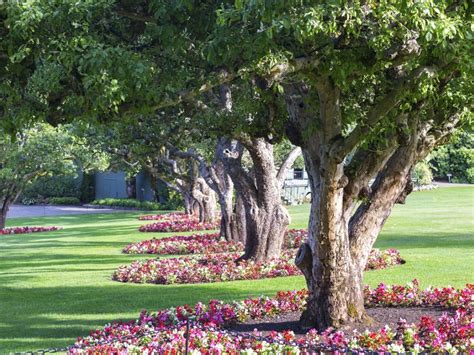 Landscaping Beneath Oaks What Will Grow Under Oak Trees 1000 In