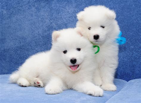 Maybe you would like to learn more about one of these? Two Cute Samoyed Puppies HD Wallpaper | Background Image ...