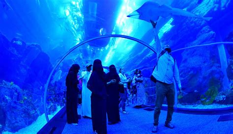 Memelihara ikan hias dalam akuarium merupakan salah satu hobi yang sangat populer di tips memiliki akuarium unik terbaik. FOTO: Mengunjungi Akuarium Dalam Mal Terbesar di Dunia ...