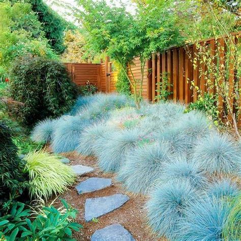 Buy Seed 200Pcs Bag Blue Fescue Grass High Yield Viable Landscaping