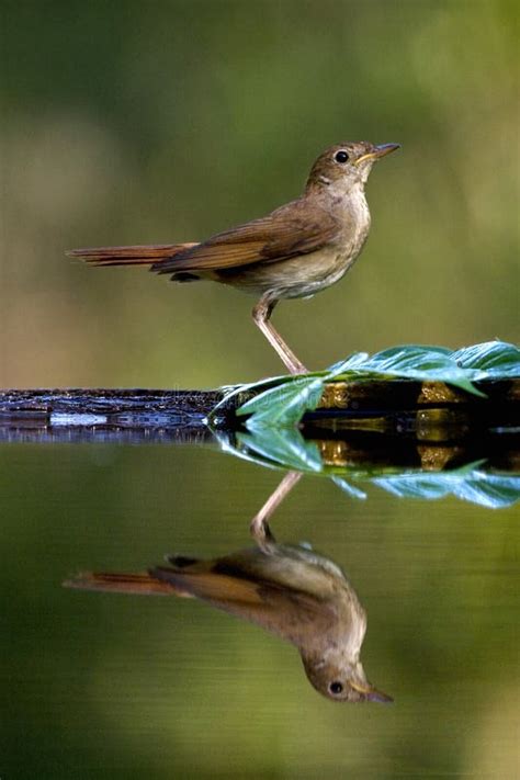 Nachtegaal Common Nightingale Luscinia Megarhynchos Stock Image