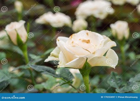 Beautiful White Roses Flower In The Garden Stock Image Image Of Roses