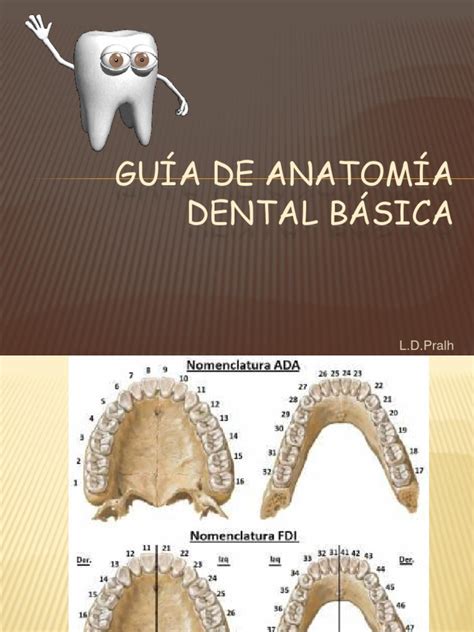 Guía De Anatomía Dental Básica Ramas De Odontología Diente