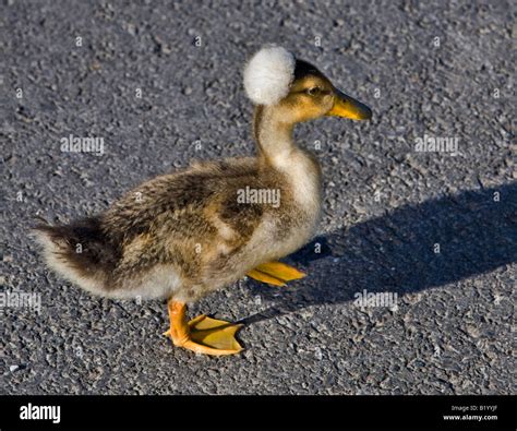 Crested Call Duckling Hi Res Stock Photography And Images Alamy