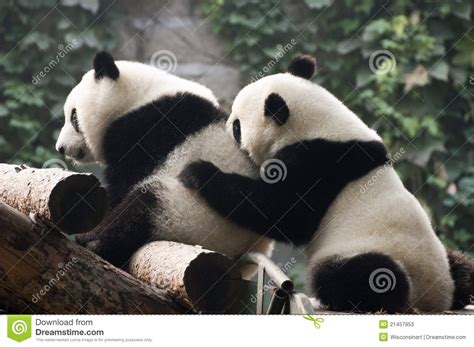 Cute Giant Panda Bear Cub Play Beijing Zoo China Stock