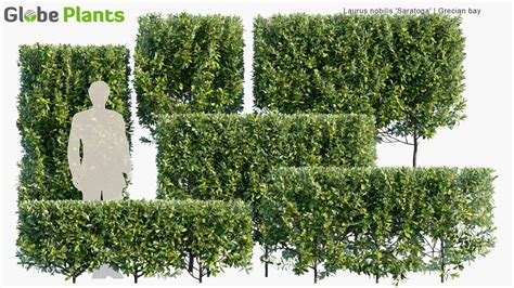 Laurus Nobilis 'Saratoga'  Grecian Bay  Hedge  Globe Plants