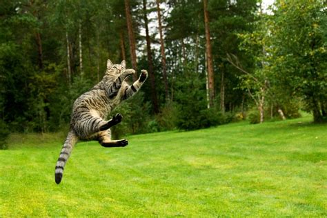 How Can Cats Jump So High Petsoid