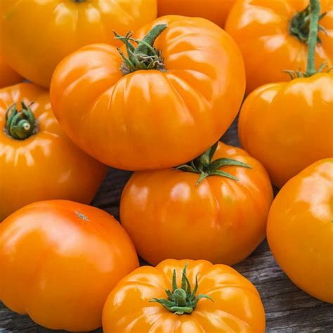 Orange Beefsteak Heirloom Tomato Organic Seeds Price €215
